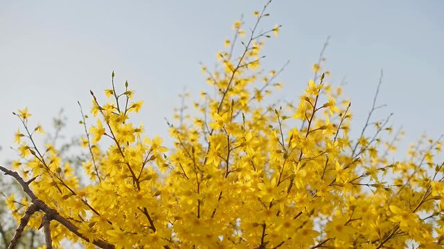 Golden Rain Tree Blossoms Swaying Gently in the Breeze Against a Clear Sky.