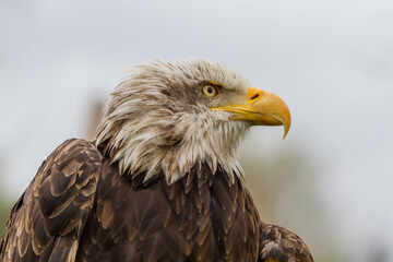 Fototapeta premium Majestic bald eagle profile portrait with a soft blurred background.