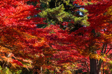 日本の風景・秋　岩手県平泉町　紅葉の世界遺産中尊寺