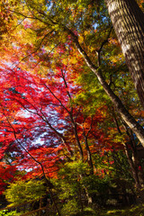 日本の風景・秋　岩手県平泉町　紅葉の世界遺産中尊寺