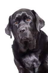 Obraz premium Dog breed Labrador Retriever black color isolate on white background. Pet, animal.