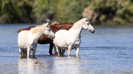 Obraz premium White wild horses at the Coon Bluff section of the Salt River Wild Horse Management area near Mesa Arizona United States