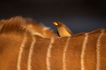 yellow-billed oxpecker perched on the back of a greater kudu in Botswana © stuporter