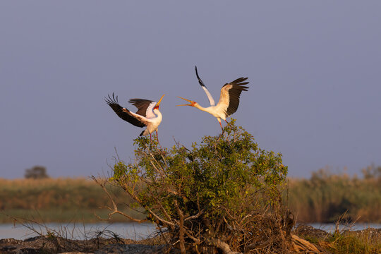 two yellow billed storks perched on top of a green bush in the wetlands of chobe botswana