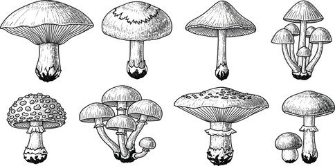 Hand Drawn Mushroom Illustration Set with Various Wild Forest Fungi Species Vintage Engraving Style Botanical Collection for Nature, Mycology, and Herbal Design © Selim Studio