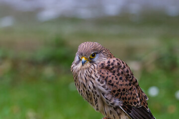 Close-up portrait of a common kestrel falcon resting on a green background.