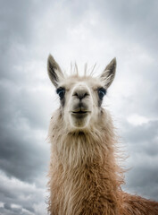 Fototapeta premium Close-up portrait of a curious llama looking directly at the camera under a dramatic cloudy sky in the Ecuadorian Andes. Traditional Andean camelid commonly found in rural highland landscapes.