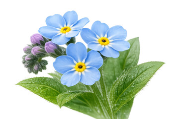 Forget-me-not flowers blooming, showing blue petals and green leaves, symbolizing remembrance and spring on transparent background