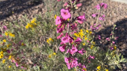 Obraz premium Vibrant pink and yellow flowers blooming in the Nevada desert on a bright sunny day. Clear blue sky background. Beautiful spring awakening and desert flora in Red Rock or Valley of Fire area.