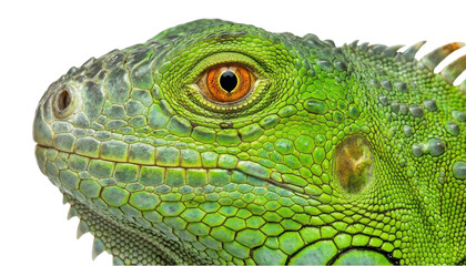 Fototapeta premium Close-up profile of a vibrant green iguana head with detailed scales isolated on a transparent background.