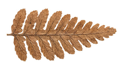 Single dried brown fern leaf pressed and isolated on a transparent background. © Omishu Makes