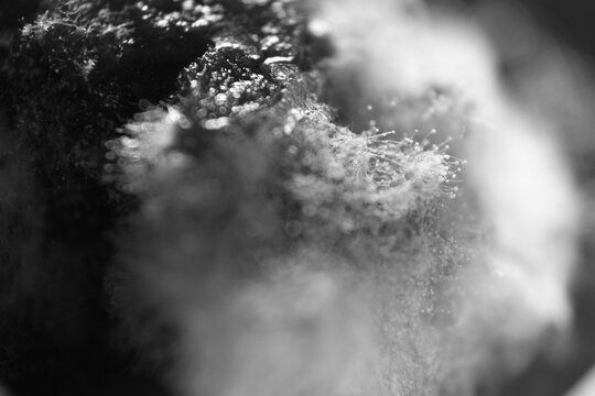 Macro shot of mycelium growth on top suface of beef dendeng
