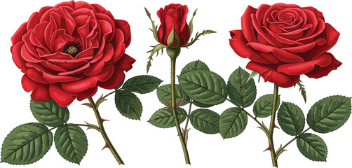 Fototapeta premium Red Rose Flower Set with Blooming Rose, Rosebud, and Botanical Leaves for Romantic Floral Designs, Wedding Decorations, Valentine Cards, and Botanical Illustrations