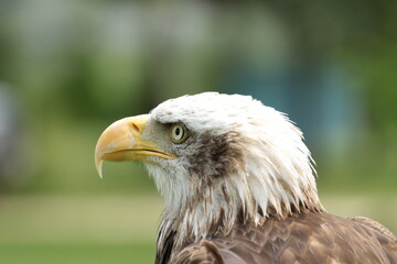 Sharp profile portrait of a Bald Eagle on a blurred green background. © David
