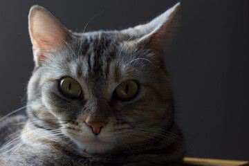 close up of cat © karinahirata