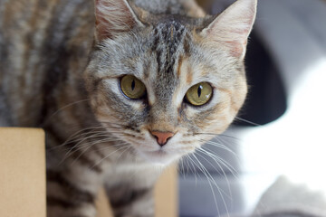 tabby female cat © karinahirata