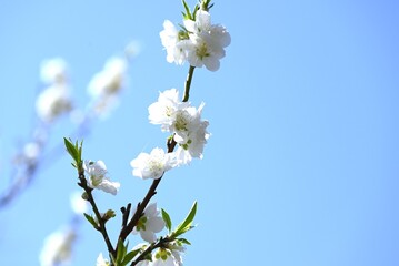 Obraz premium Hana peach (Prunus persica) flowers. Rosaceae deciduous shrub native to China. Bright pink and white flowers bloom in spring.