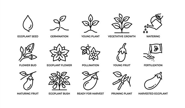 Eggplant growth stages: seed to harvest icons
