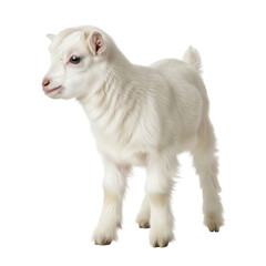 Naklejka premium Young white goat with fluffy fur standing and looking left isolated on a transparent background