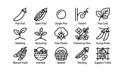 Fototapeta premium Gardening icons of peas and vines in simple line art style