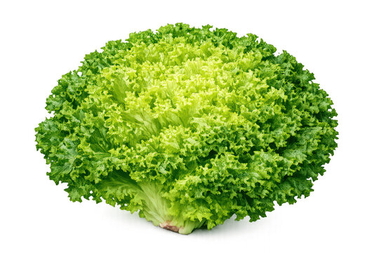 Fresh green frisse lettuce for healthy eating and organic vegan food. Raw frisee salad ingredient