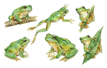 Watercolor green tree frog collection set on transparent background