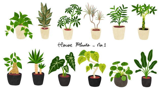 観葉植物12種類のセット1　水彩風手描きイラスト