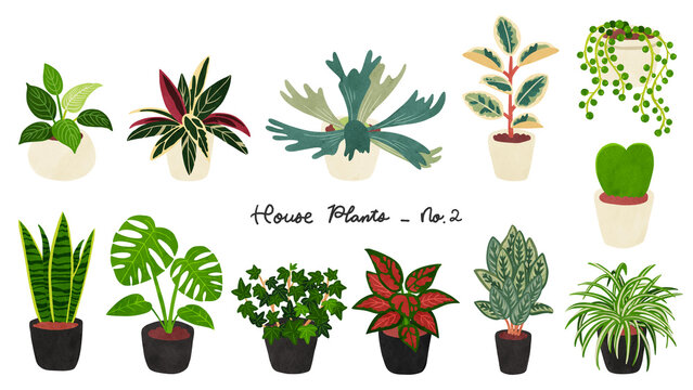 観葉植物12種類のセット2　水彩風手描きイラスト