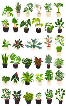 観葉植物36種類のセット　水彩風手描きイラスト