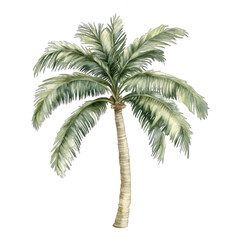 Obraz premium Tropical Palm Tree Watercolor Vector Illustration – Hand Painted Coconut Palm Isolated on White Background for Summer Coastal Beach Decor 