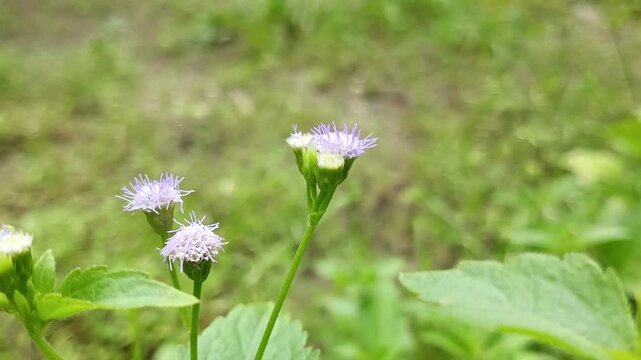 Billygoat-weed, Goat Weed, Chick weed, or White Weed (Ageratum conyzoides) blown by the wind