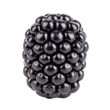 Close up of a ripe dark purple blackberry with a glossy sheen isolated on a transparent background