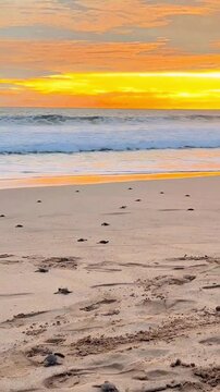 Turtles are running to the beach 