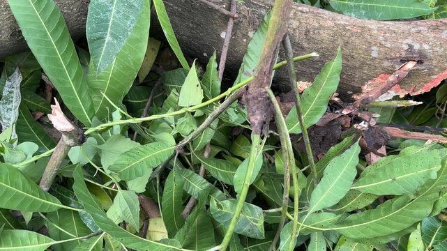 Close-up of green mango foliage and wooden branches recently pruned or felled, showing natural textures and leaf patterns in outdoor daylight.