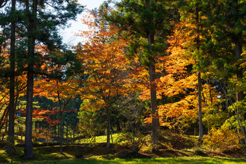 Obraz premium 日本の風景・秋 岩手県平泉町 紅葉の世界遺産毛越寺