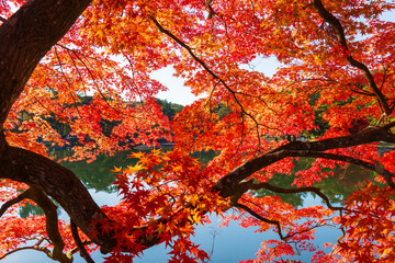 日本の風景・秋　岩手県平泉町　紅葉の世界遺産毛越寺