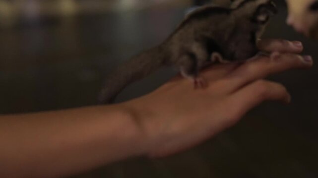 Two adorable sugar gliders perched on a hand, showcasing their unique charm.