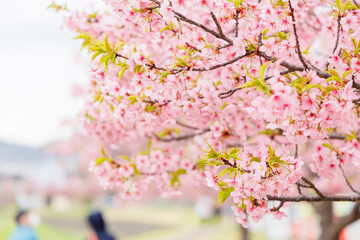 Obraz premium 小野市 大島川桜回廊（兵庫県）