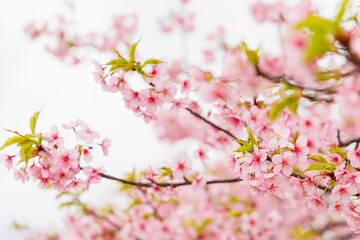 小野市　大島川桜回廊（兵庫県）