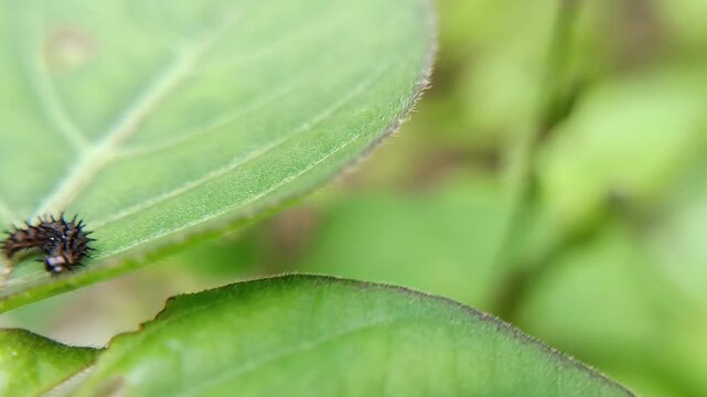 macro animal a black thorn caterpillar moving on a leaf