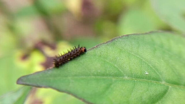 caterpillar on leaf