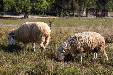 Obraz premium sheep grazing in the field