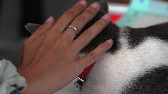Close-up of a person gently petting a cat's head, showcasing love and care.