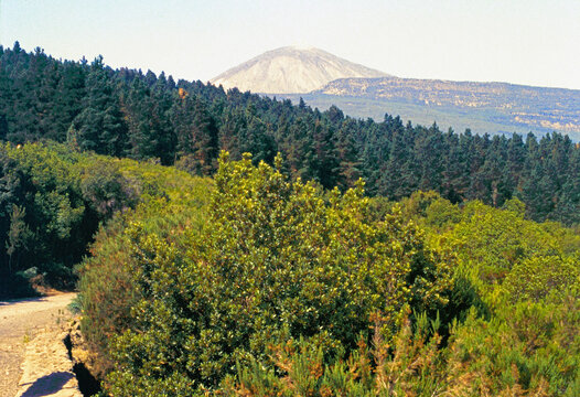 Tenerife, Canary Islands, Spain, July 20, 1999. Landscape of Teide National Park, a popular tourist destination, with evergreen shrubs in the foreground and darker Canary Island pines in the middle. 
