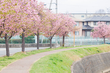 小野市　大島川桜回廊（兵庫県）