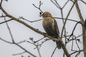 Fototapeta premium Rusty blackbird perched in a tree.