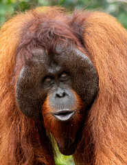 The Orangutan Kalimantan © Amirsyah