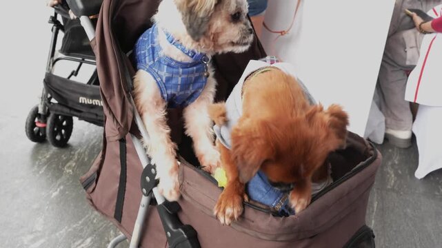 cute dogs riding in a pet stroller, adorable puppies in clothes at a pet event