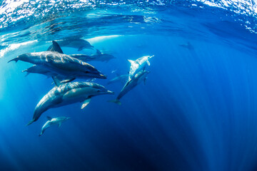 Naklejka premium Pod of common dolphins swimming in clear blue ocean water off the east coast of Australia.