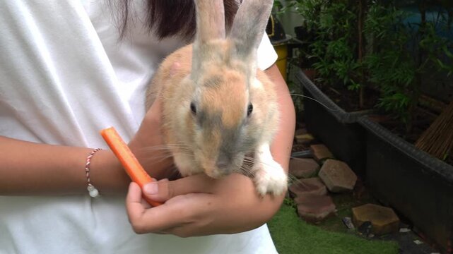 Cute bunny held by owner with carrot in natural outdoor setting